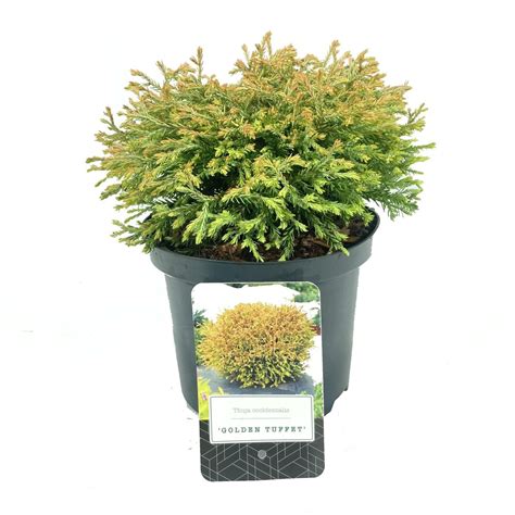 Thuja Occidentalis Golden Tuffet Plant Wholesale Floraccess