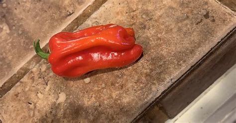 Weird Pepper Album On Imgur