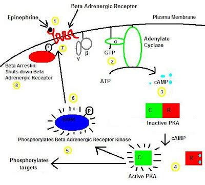 My Growth as a Pediatrician: McCune-Albright Syndrome