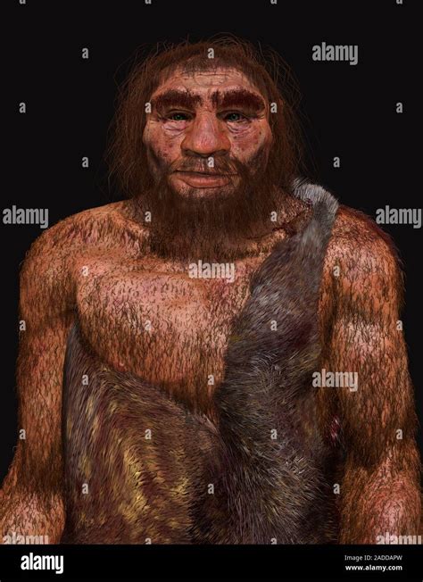 Neanderthal (Homo neanderthalensis) male, illustration. Neanderthals ...