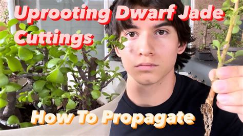 Uprooting Dwarf Jade Cuttings Propagation And Care Tips JboosPlants