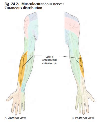 8 PNB Brachial Plexus Flashcards Quizlet