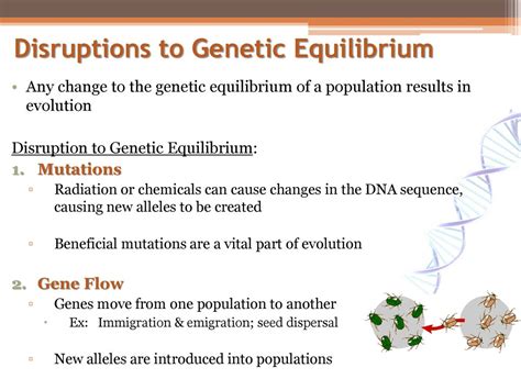 Genetic Equilibrium Population Genetics Looks At Evolution At The