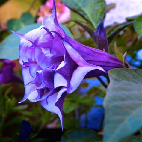 Brugmansia Seeds Purple Angel Trumpet 5 Seeds | Etsy