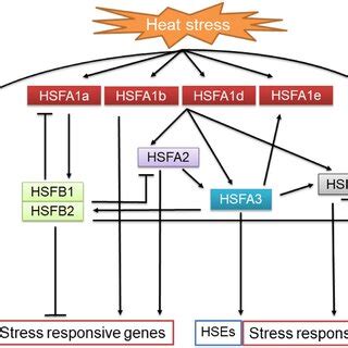 An Oversimplified Depiction Of Heat Shock Transcription Factors Hsfs