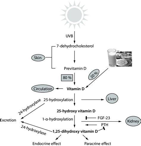 Vitamin D Metabolism Fat-soluble Vitamin Sources: Dermal, 43% OFF