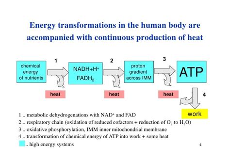 4 Integration Of Metabolism