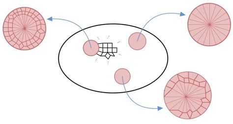 Cone-cells in a disc diagram. In figures we will often omit the cell ...