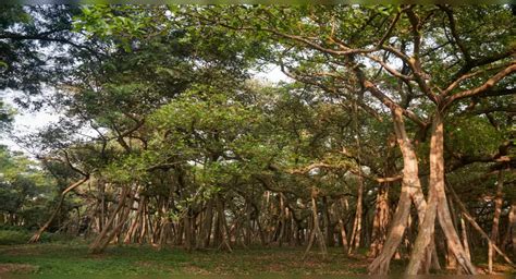 Story Of The Great Banyan Worlds Largest Tree Timestravel