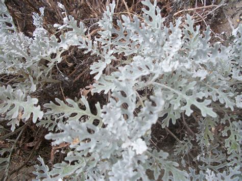 White Weeds Free Stock Photo Public Domain Pictures