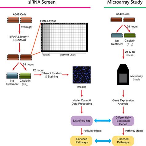 Most Lethal Targets Identified In The Sirna Screen The Genes With