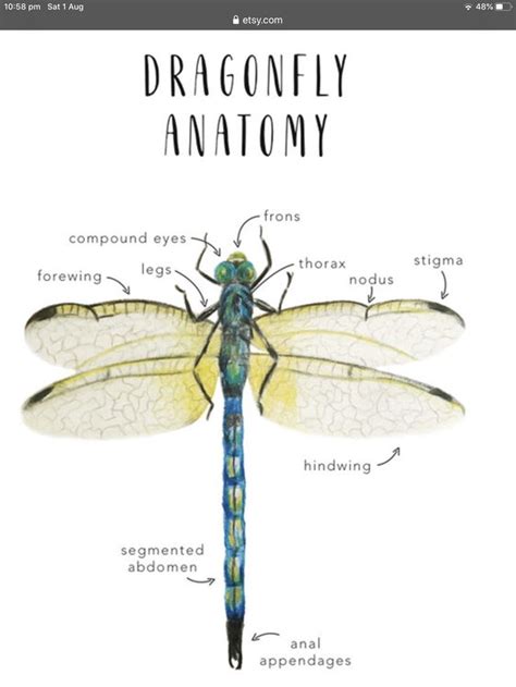 Anatomy of a Dragonfly: Explore the Fascinating World of Dragonflies