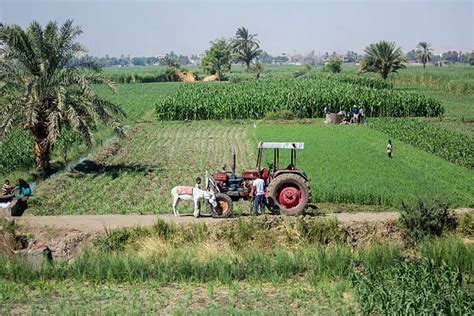 1,300+ Nile River Agriculture Stock Photos, Pictures & Royalty-Free ...