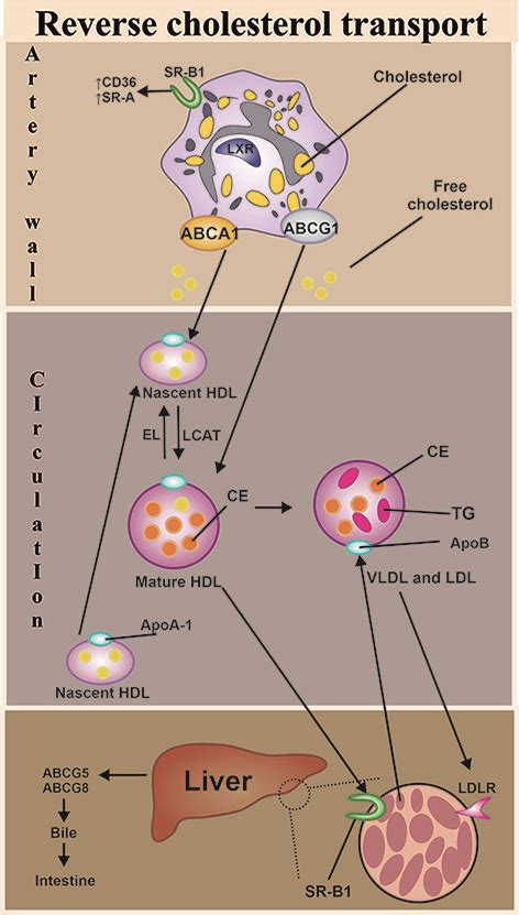 Features Of Cholesterol Metabolism In Macrophages In Immunoinflammatory