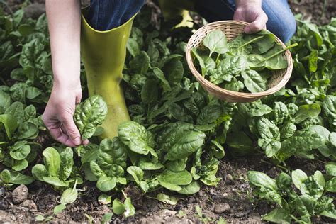 How To Harvest Spinach The Right Way To Ensure More Production