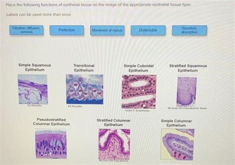 Solved Place The Following Functions Of Epithelial Tissue On Chegg