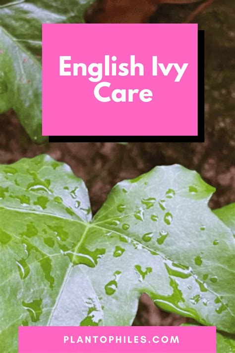 English Ivy Care - Explained in Great Detail!