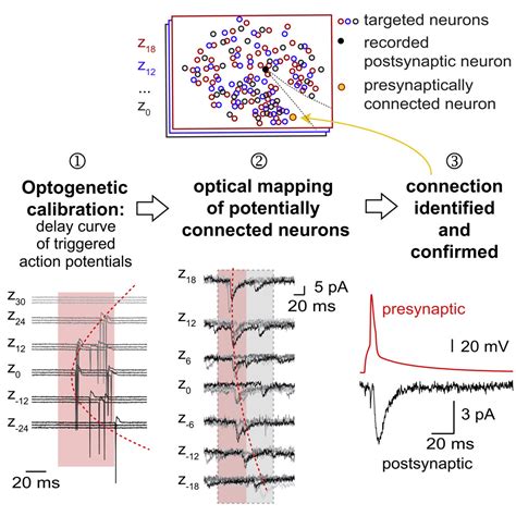 Two Photon Optogenetic Mapping Of Excitatory Synaptic Connectivity And