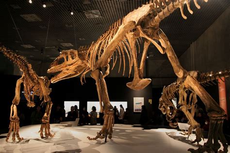 Mapusaurus - Wikipedia | Dinosaur, Prehistoric animals, Prehistoric ...