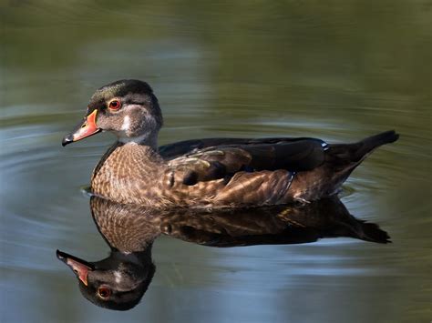 Apricot Wood Duck