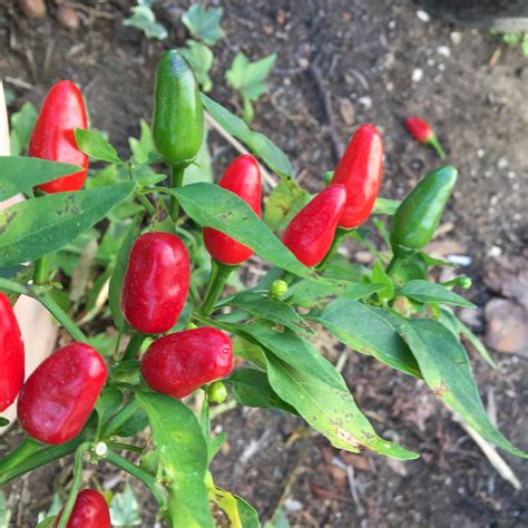 Grandpas Home Pepper Seeds Tyler Farms