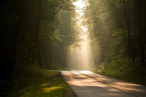 Forest Road. Original public domain | Free Photo - rawpixel