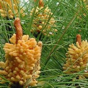 Amazon Pine Pollen Powder Ounce Wild Harvested Pinus