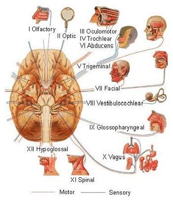 Trigeminal Neuralgia: Definition, Symptoms & Treatment | Study.com