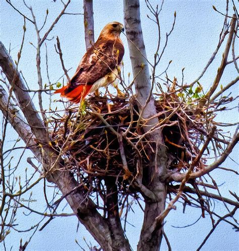 Red Tailed Hawk On Nest Photograph By Anna Louise Fine Art America