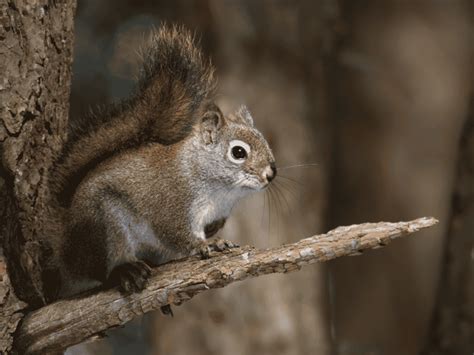 Squirrel Lifespan - How Long Do Squirrels Live?