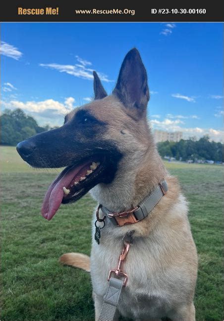 Adopt Belgian Malinois Rescue Atlanta Ga