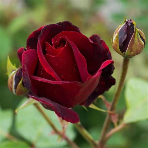 Black Beauty Hybrid Tea Rose - Roses Victoria