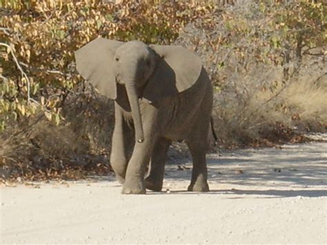 Cape Town Safari Full Day Tour | Blue Chilli SA