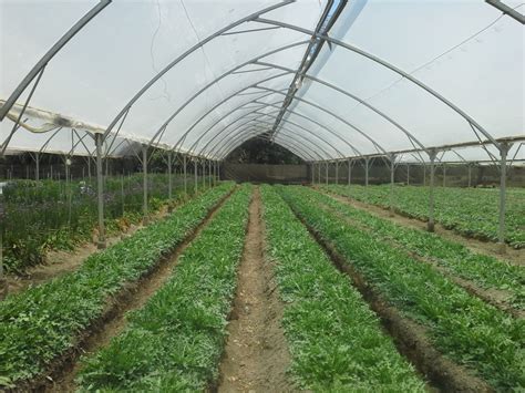 Affordable Greenhouses In Kenya 0792135259 Grekkon Limited