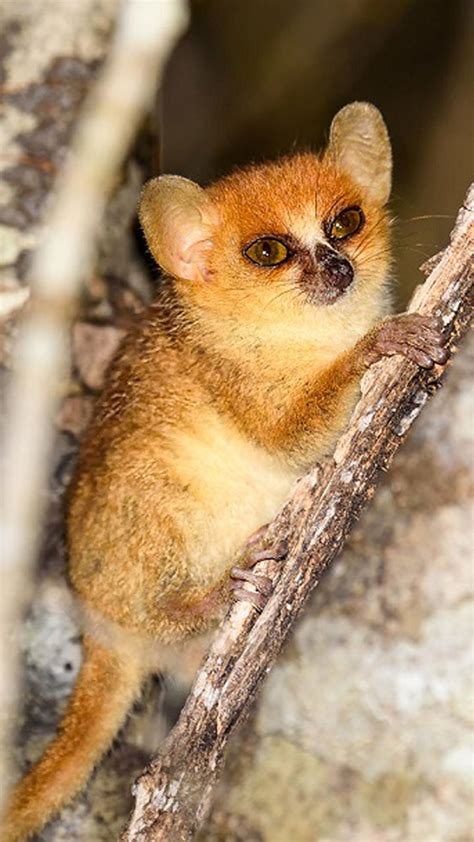 Top 10 Smallest Animals In The World