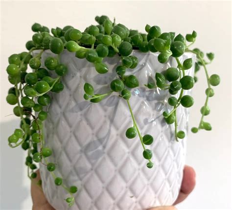 String Of Pearls Succulent Plant Etsy