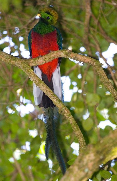 Resplendent Quetzal The Animal Facts Appearance Diet Behavior