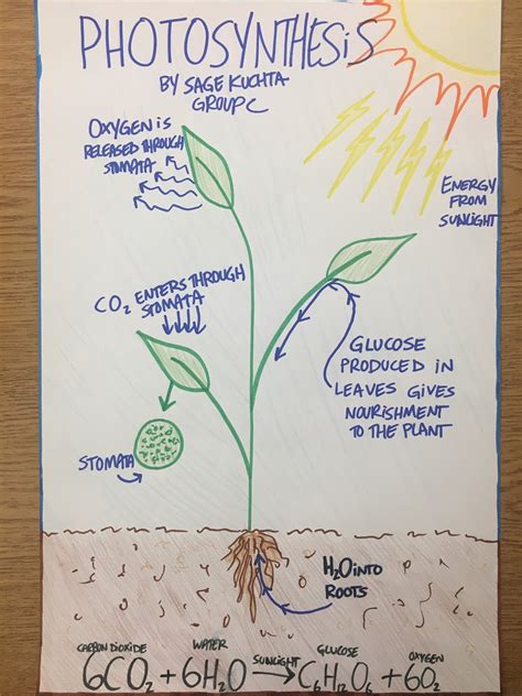 Photosynthesis Poster Photosynthesis Campbell Biology Science Riset