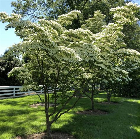 Cornus Kousa Vendita Piante Online