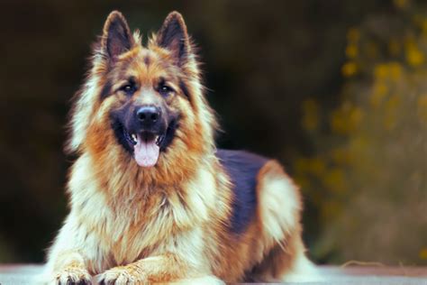 As 10 Melhores Raças De Cachorros Para Crianças