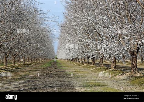 Almond tree in blossom - California Stock Photo - Alamy