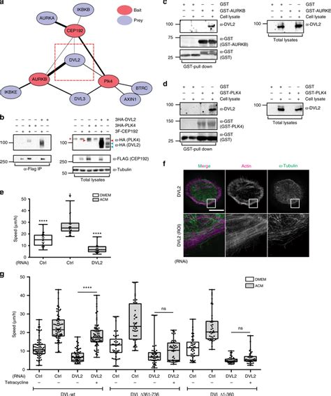 Dishevelled Controls Acm Induced Cancer Cell Motility By Binding To