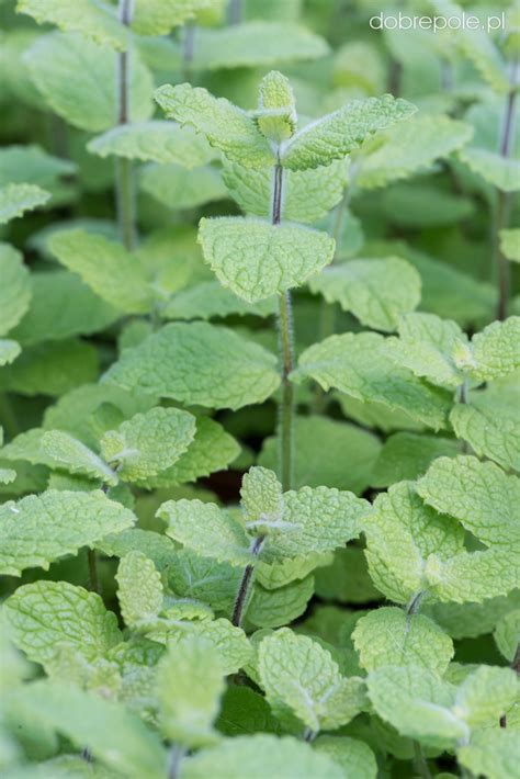 Szk Ka Bylin Dobrepole Mentha Rotundifolia Apple Mint Mi Ta