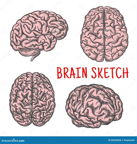Icona Di Schizzo Di Vettore Dell Organo Del Cervello Umano