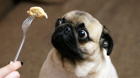 Food For Pug | Kooky Pugs