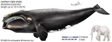 Right whale | mammal | Britannica.com