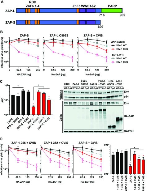 Contribution Of Caax Motif To Zap S Antiviral Activity A Schematic