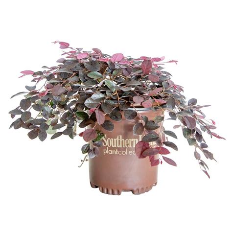 Southern Living Qt Purple Pixie Dwarf Weeping Loropetalum