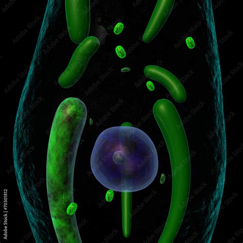 Euglena Stock Photo | Adobe Stock