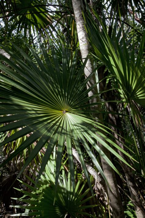 Shaded Florida Thatch Palm Fronds | ClipPix ETC: Educational Photos for ...